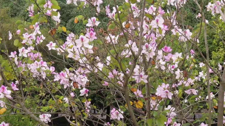 紫荆是指哪个地方