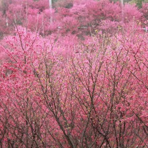 2018年正月初八桂阳宝山赏花