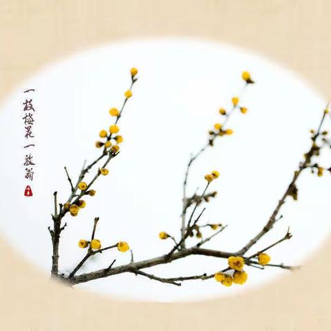 梅花专题