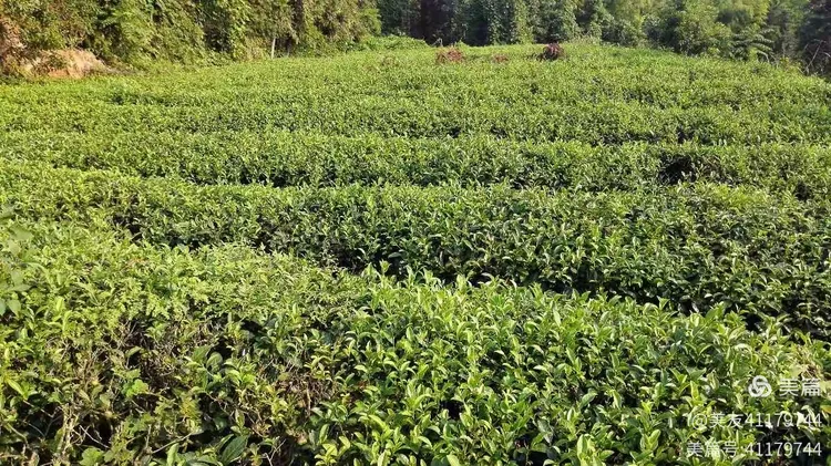 绿化苗木生产基地在哪里