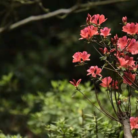 南方的花儿美