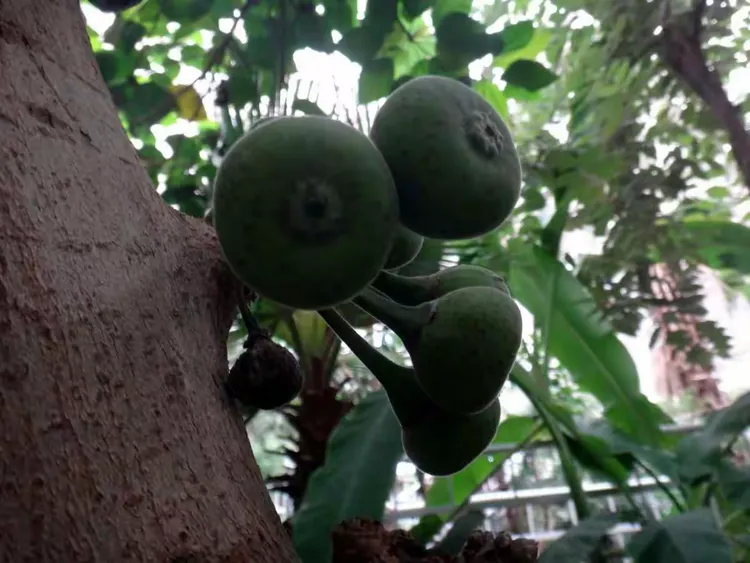 一树一菩提——大果榕(木瓜榕)