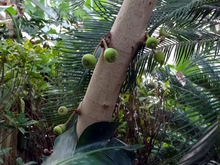 一树一菩提——大果榕(木瓜榕)