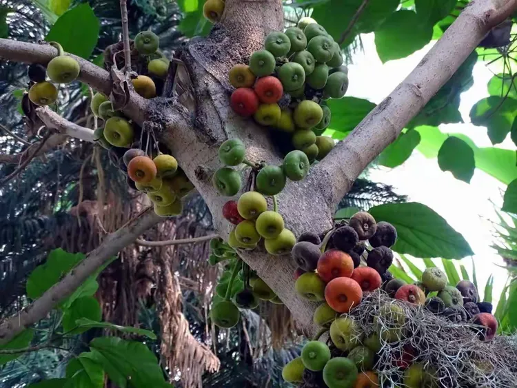 一树一菩提——大果榕(木瓜榕)