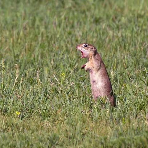 草原犬鼠