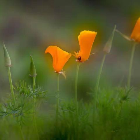 人间三月，春暖花开！