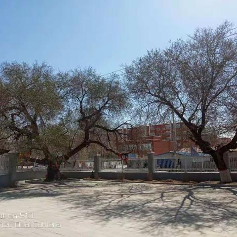 人杰而地灵  一中之灵魂  ——记老太太树