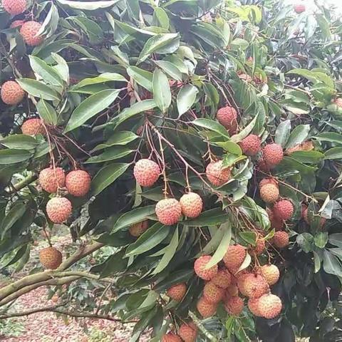 中国荔枝第一乡——广东 高州  荔香飘逸