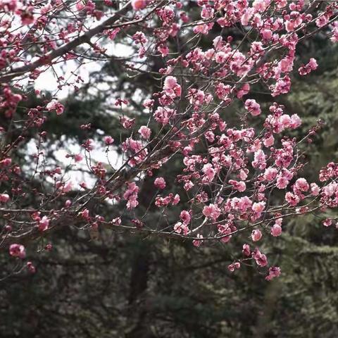 春来了…赏花在(宝鸡植物园)