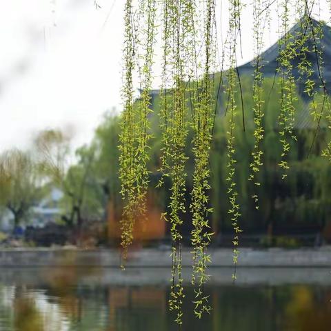 锦溪--一个充满诗情画意的江南小镇