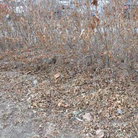 前朱各庄村环境清洁日