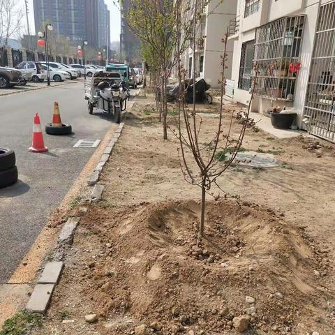 “为村民增加一片绿”前朱各庄村两委义务植树活动