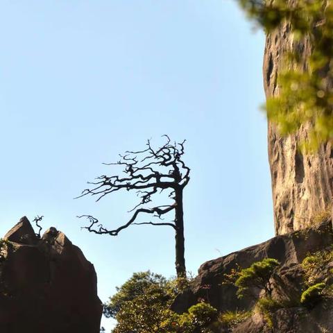 三清山的劲松