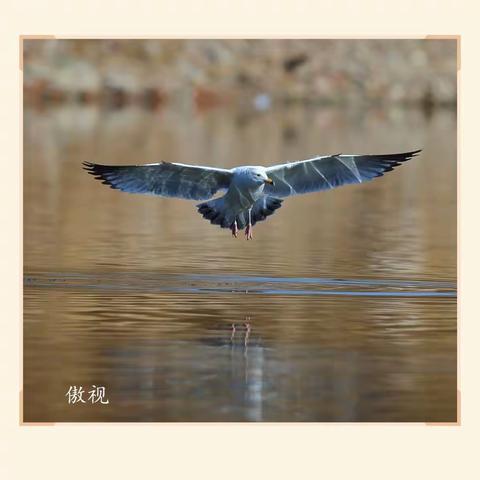 2019年3月13日上午，北京昌平沙河水库，风和日丽，万物复苏，这里的鸟儿在欢唱，在飞舞。