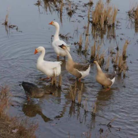 鸿雁也眷浆里村