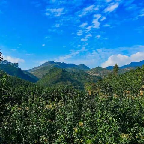 戊戌年大坵田张氏宗亲前往平和山格新村冬季祭祖