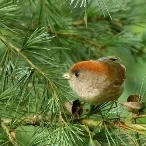 你好，小鸟！ （三十）【潜行在灌苇丛中的“小圆球”】
