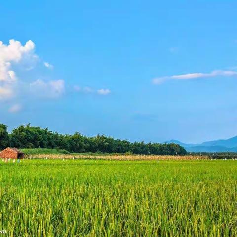 新顺河村（三台片）环境卫生检查【第三期】