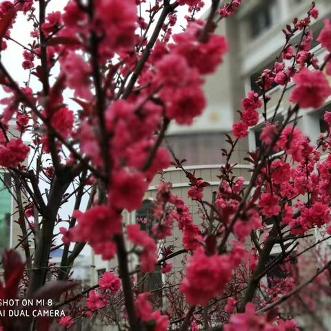 春色满园看不足 今年花胜去年红