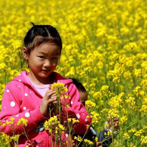 观赏油菜花拾趣