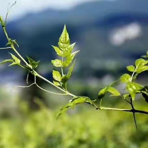来凤藤茶简介