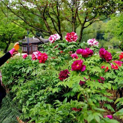 常熟尚湖牡丹园