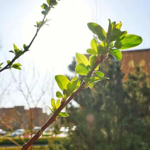 没有一种奋斗的青春会被辜负——寿光现代双语学校九年级家长恳谈会