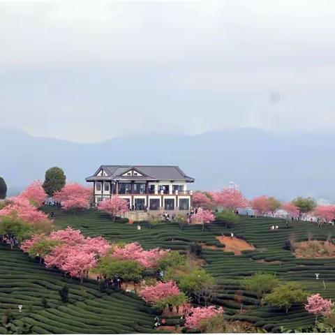 茶山 樱花   —漳平永福樱花园