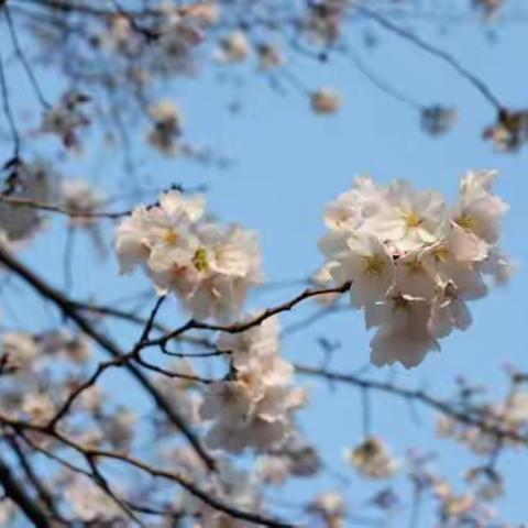 【青小·研学】——不负春韶，拥抱自然，菁菁学子与春天的约会