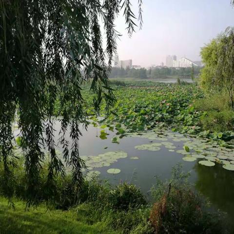 缤纷夏日湿地探访第一波——项里小学银杏林根与芽小组水地图活动剪影