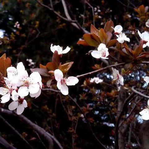 春天来了，百花争艳。