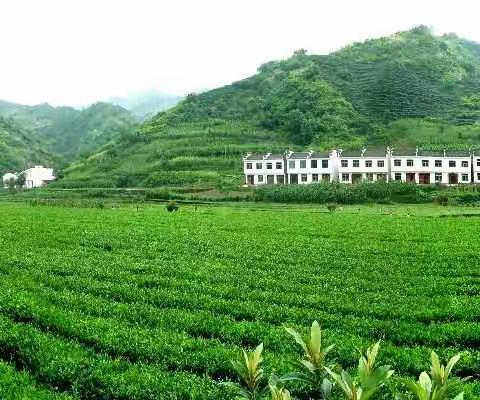 【最美乡村出好茶】世界最早的茶——安康秦汉古茶，平利恢复创新