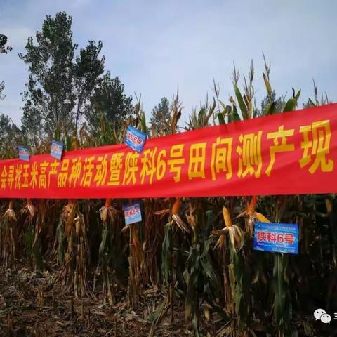 丰乐玉米品种陕科6号闪耀中国种子大会