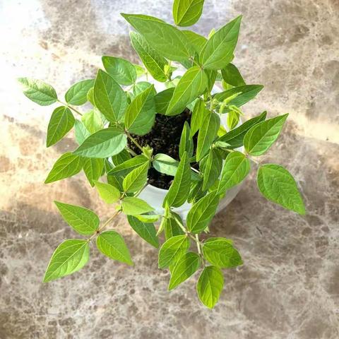 小绿豆成长记宁波市海曙外国语学校/五江口校区陈馨琪102班指导老师：张老师