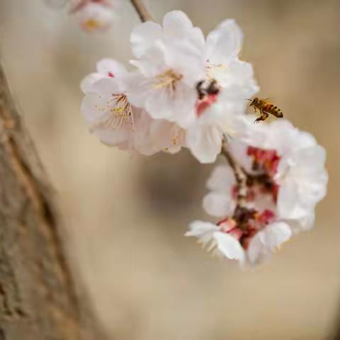 拍 杏 花