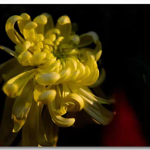 金秋赏菊拍菊