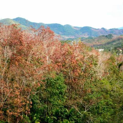 相约三亚过个冬（4）南岛的冬天