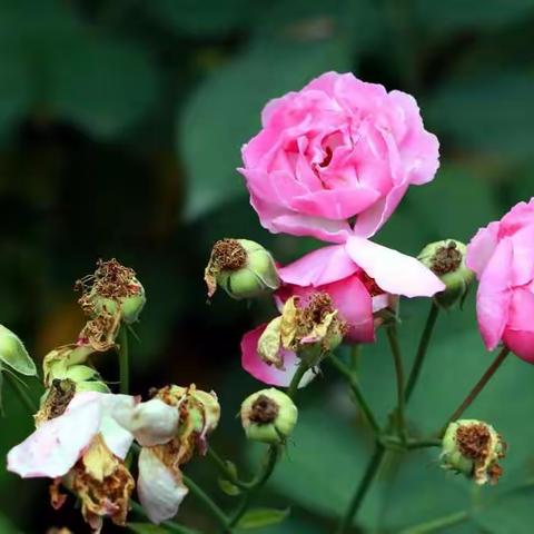 月季无日不春风