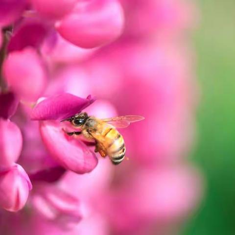 好花引得蜜蜂来——献给母亲