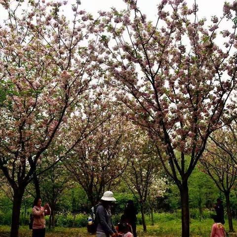 顾村公园樱花节