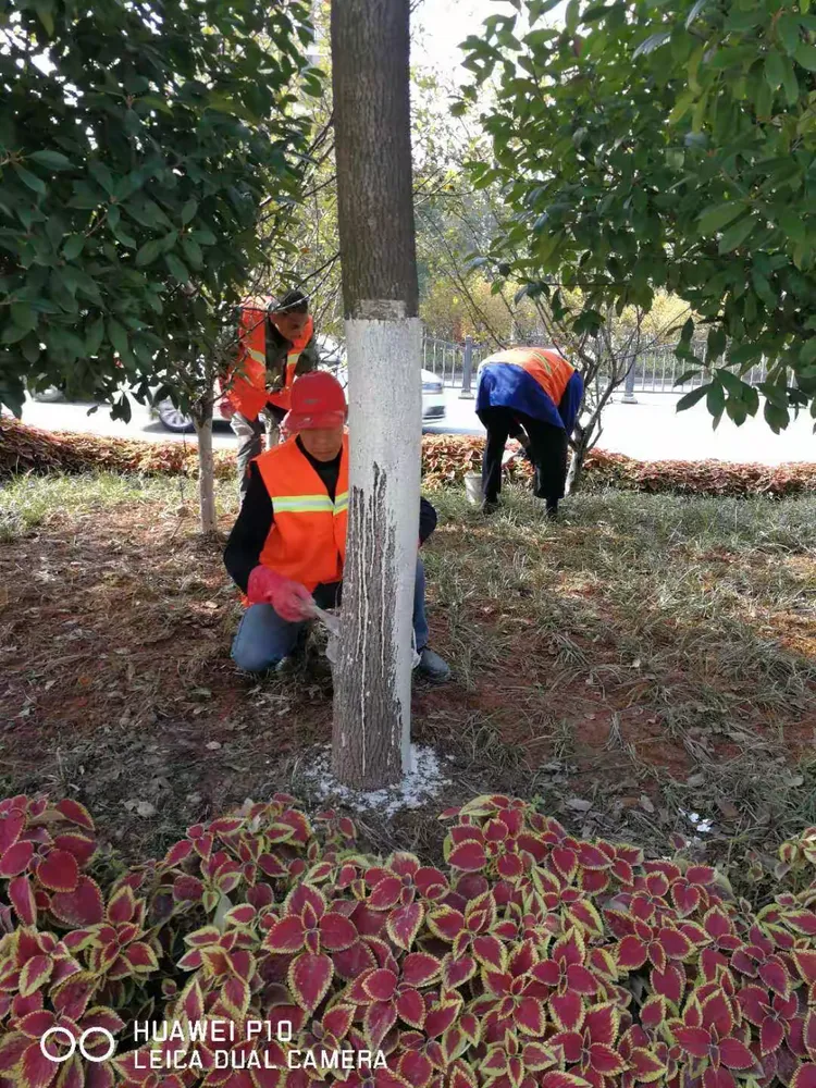 树木刷白