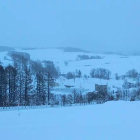 富良野的雪