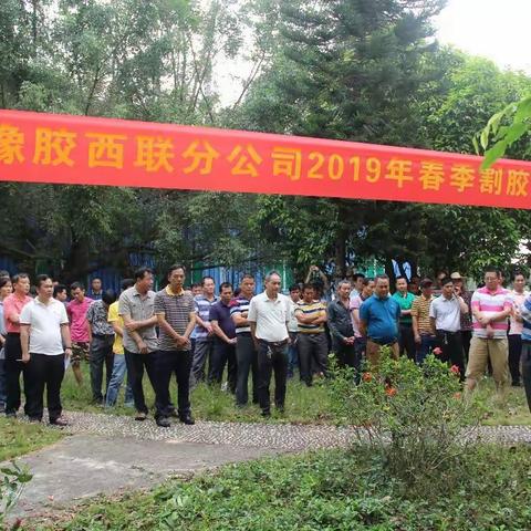 西联分公司举办2019年春季割胶技术比武