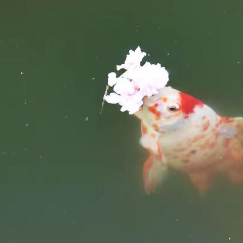 锦鲤戏花