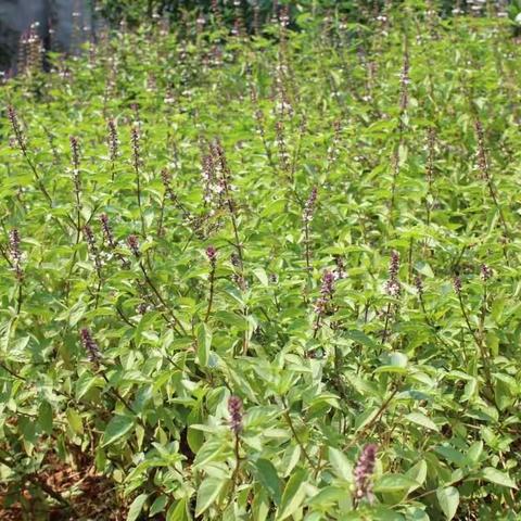 海南常见植物[持续更新中.........]第104—158种