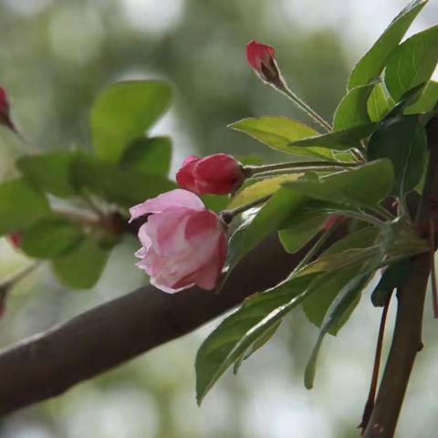 海棠依旧