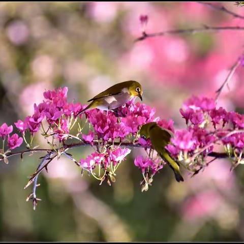 君颐东方周工作汇报