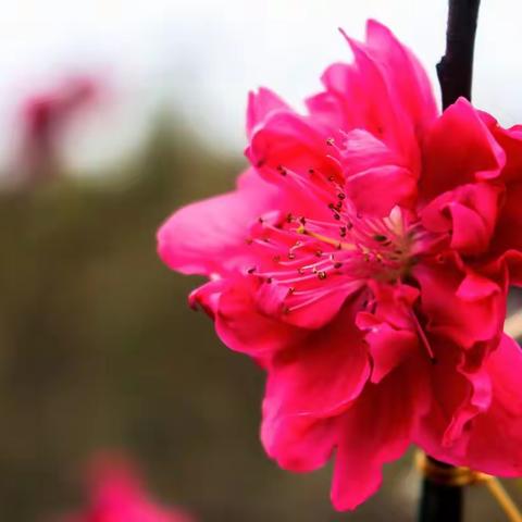 三月桃花笑春風