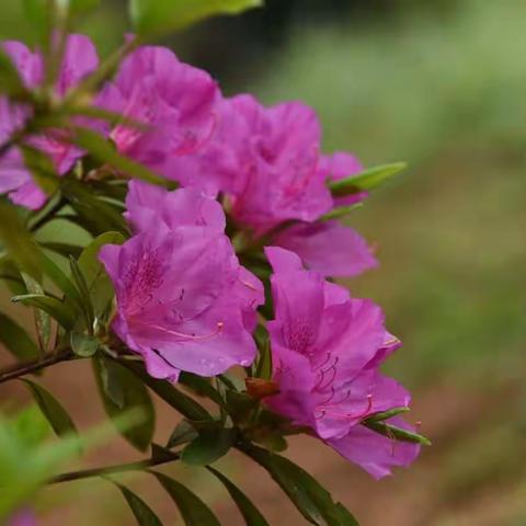 《映山红开红艳艳》