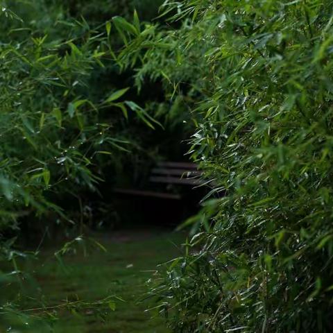 《竹林听雨》